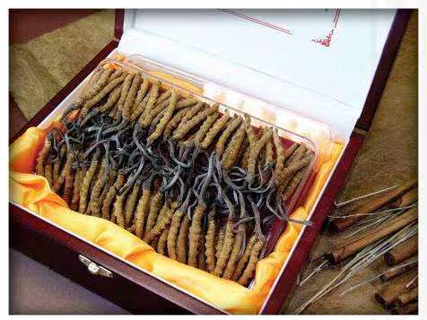 西盟冬虫夏草回收